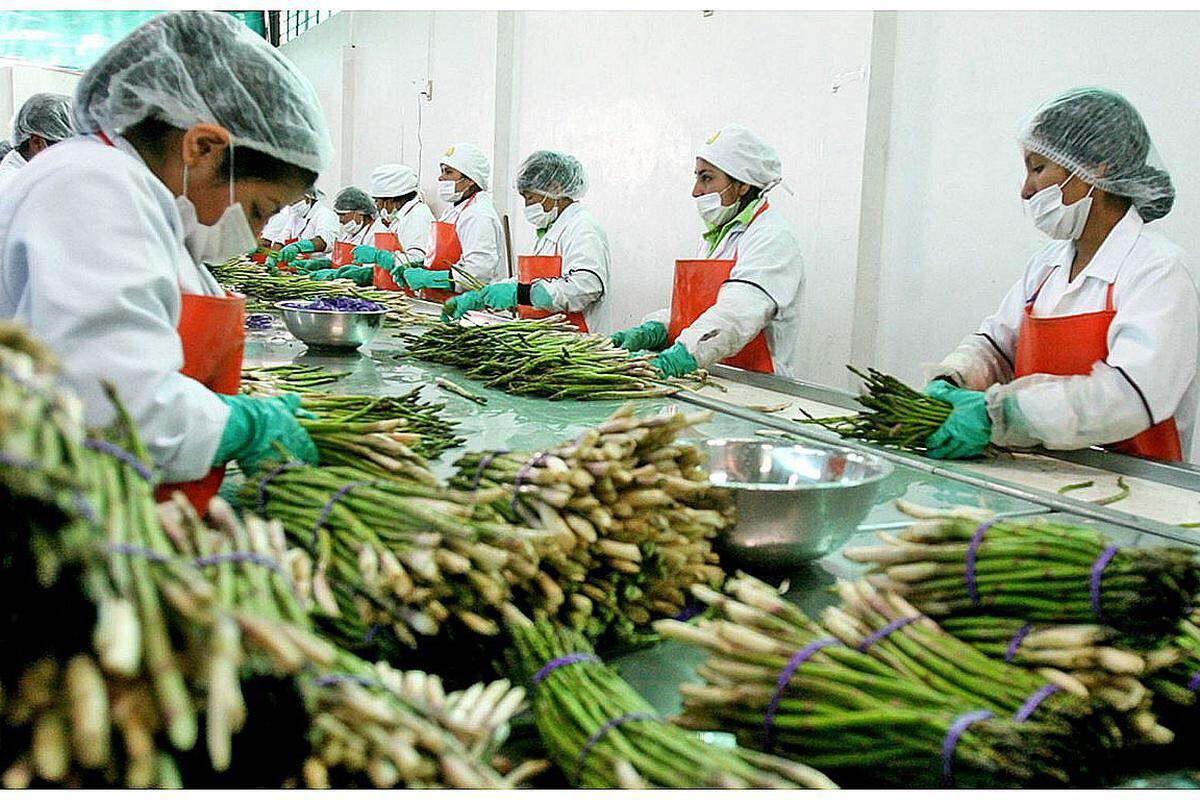 15 de enero del 2009. Hace 15 años. Crecerá demanda de agroexportadores por equipos de frío. La cadena de frío se expandió en 20% en el 2008.