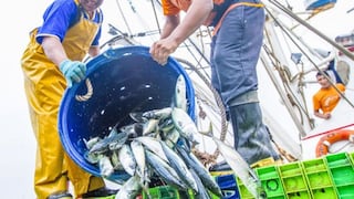 La pesca y la acuicultura podrían garantizar la seguridad alimentaria del mundo al 2050 