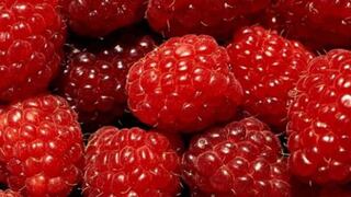 Sierra Exportadora prevé instalar 600 hectáreas de berries en Cajamarca