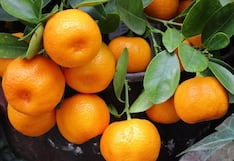 Agroexportadora peruana Alprosac iniciará exportación de mandarinas a México