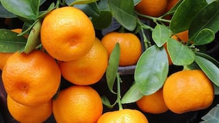 Agroexportadora peruana Alprosac iniciará exportación de mandarinas a México