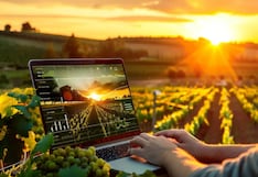 Cómo la inteligencia artificial está transformando los viñedos y la producción de vino