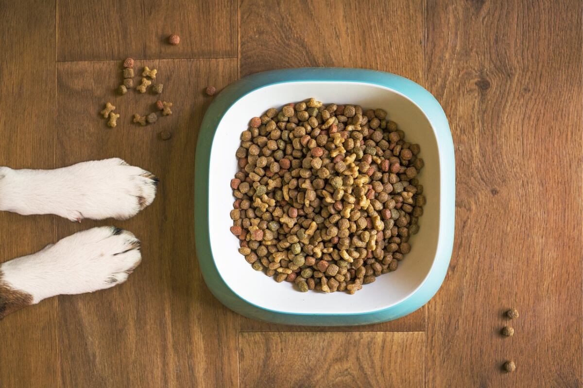 Estudio analizó 46 marcas de croquetas para perros (Foto: Pixabay/Mat Coulton).