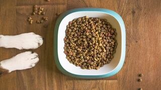 Las peores croquetas para perros que se venden en México
