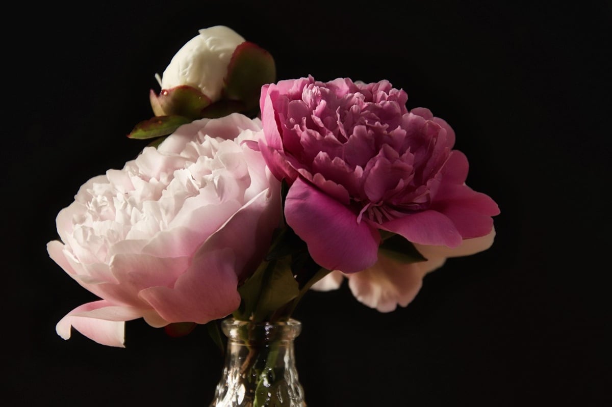 Peonías chilenas entrarán al mercado hotelero y de decoración. (Foto: Pixabay).