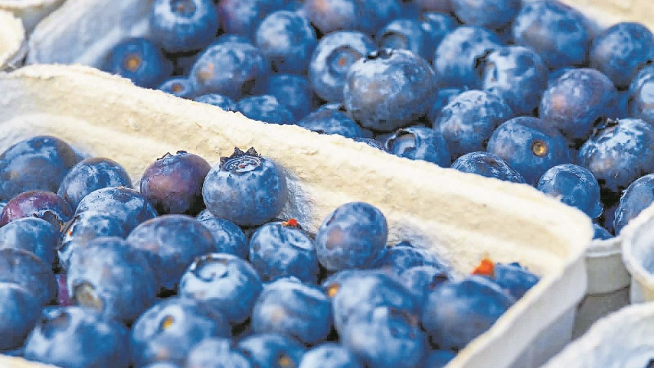 Los arándanos son una de las frutas más importantes de la agroexportación. (Foto: Difusión)