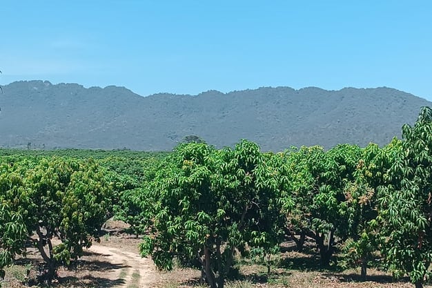 Calendario de la campaña de mango 2026/2027: Piura inicia en la semana 40 (primera de octubre) y culmina en la semana 2 de 2027. Le sigue Lambayeque. Casma arranca alrededor de la semana 52 y se extiende hasta las semanas 9 o 10 de 2027.