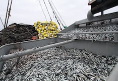 FAO considera que en Perú hay mejoras en el manejo pesquero de anchoveta