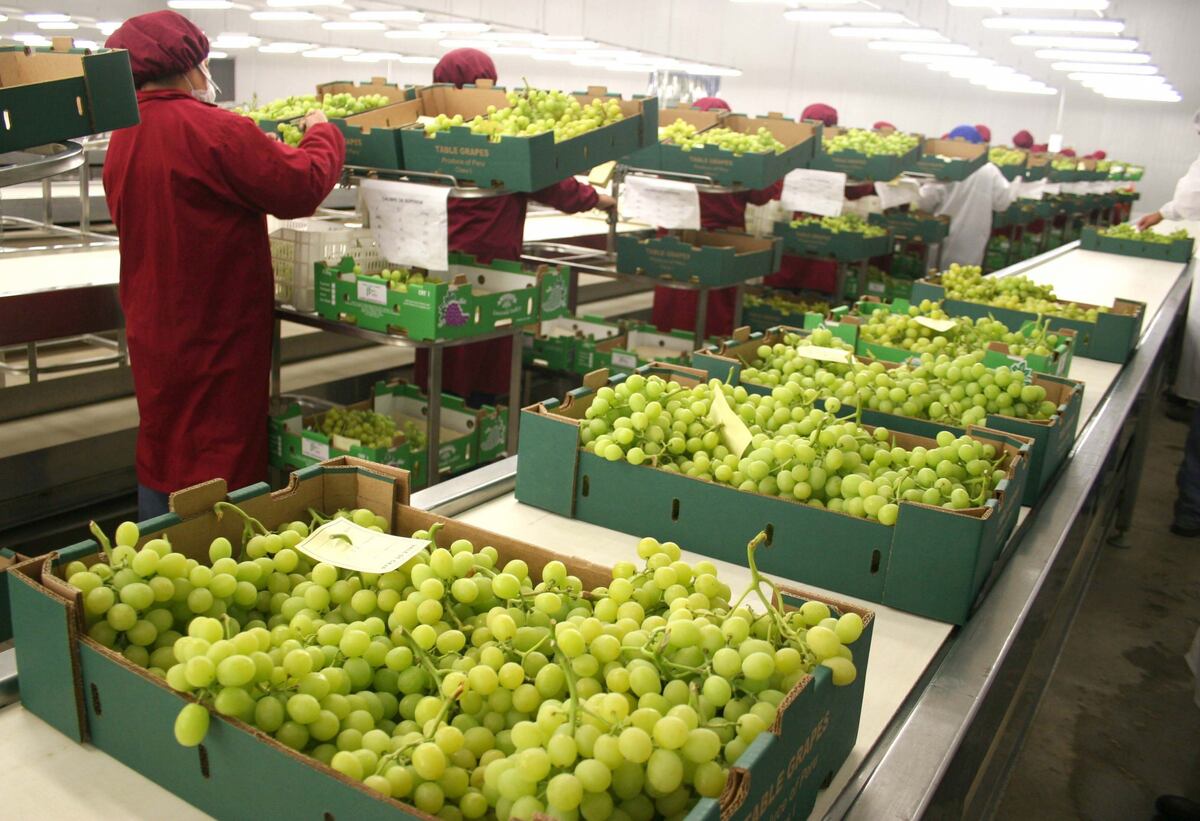 Perú es uno de los principales exportadores mundiales de arándanos, uvas, paltas, mangos y otros. (Foto: Midagri)
