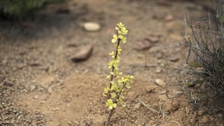África: arbustos spekboom ayudan a combatir el cambio climático