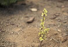 África: arbustos spekboom ayudan a combatir el cambio climático