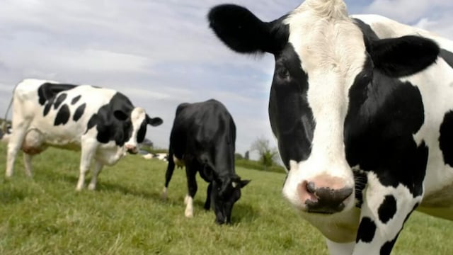 Enfermedades del ganado que pueden poner en riesgo la calidad de leche en el Perú