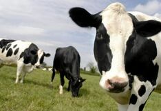 Enfermedades del ganado que pueden poner en riesgo la calidad de leche en el Perú