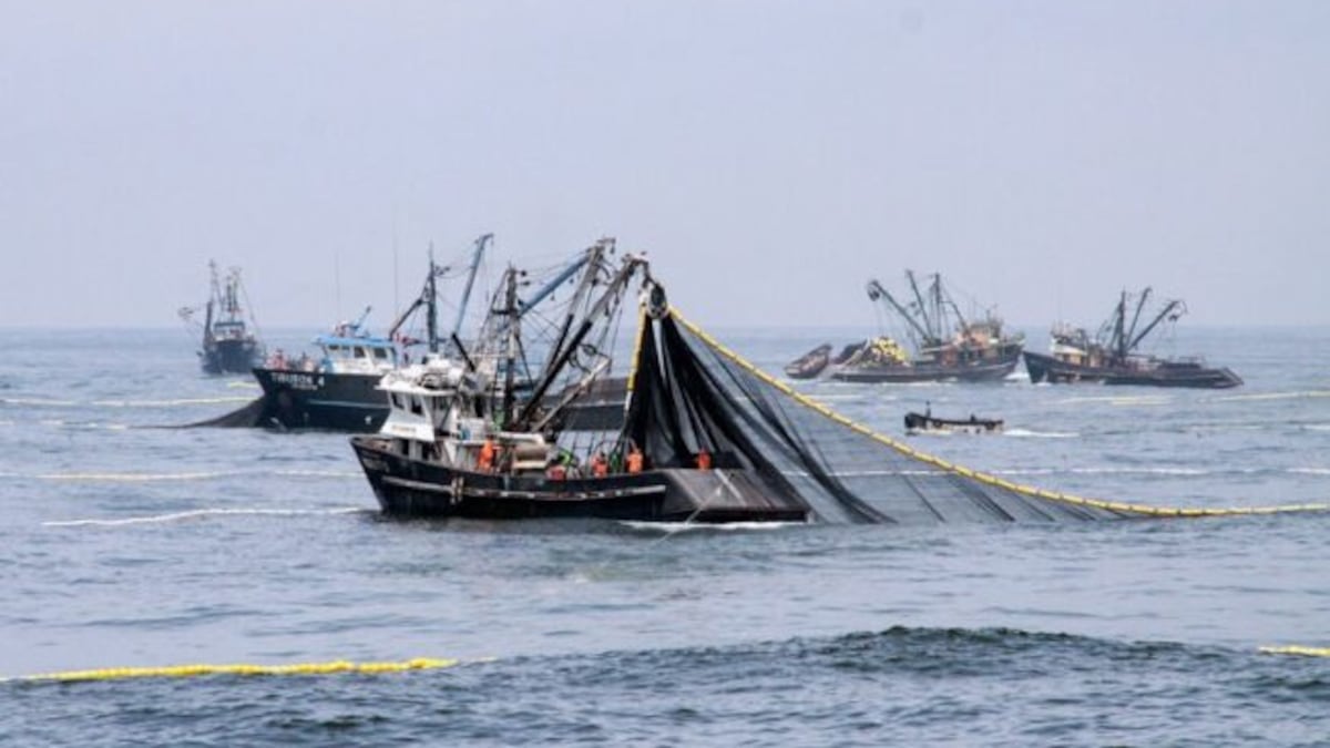 Produce abre temporada de perico ante mayor presencia del recurso por Fenómeno El Niño