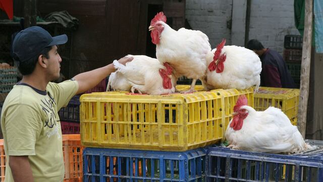 Establecen medidas sanitarias en Perú por influenza aviar: ¿desde cuándo?