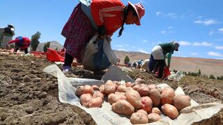 El 59% de cultivos en Perú no está asegurado contra El Niño