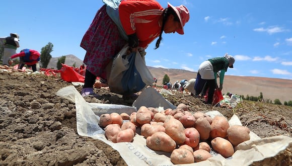 El seguro agrario catastrófico cubrió a 127,014 productores agrarios en la última campaña, según La Positiva Seguros.