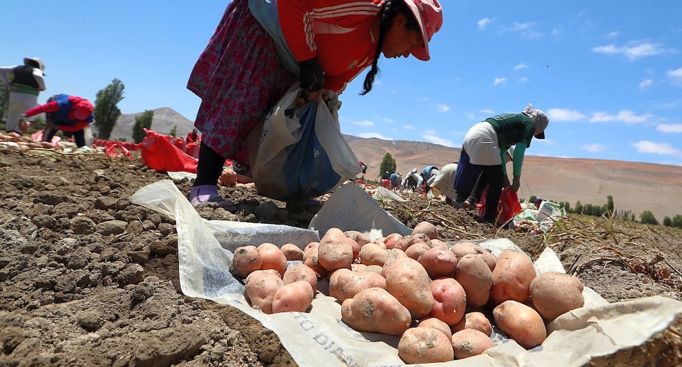 Perú y Chile empatan en agroexportación: ¿qué impulsa el Midagri?