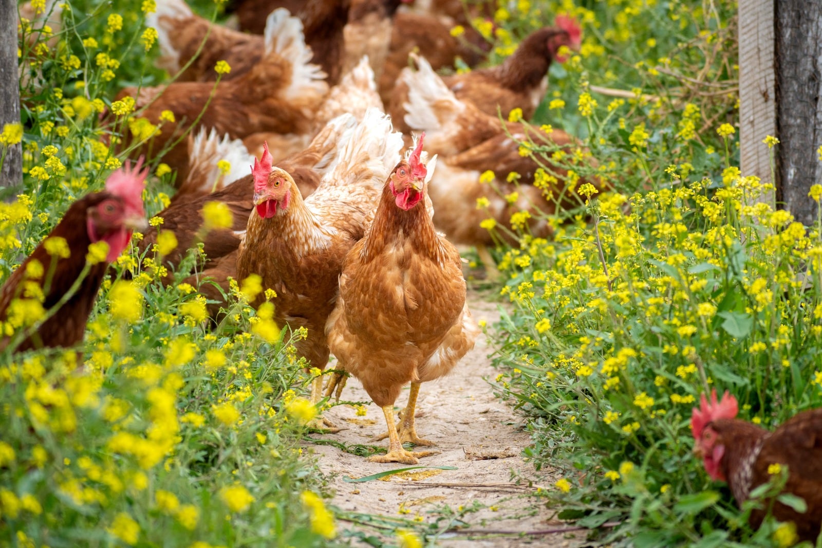 Los huevos de libre pastoreo también se les denomina camperos, pues las gallinas son criadas a campo abierto. Foto: Huevos del Valle.