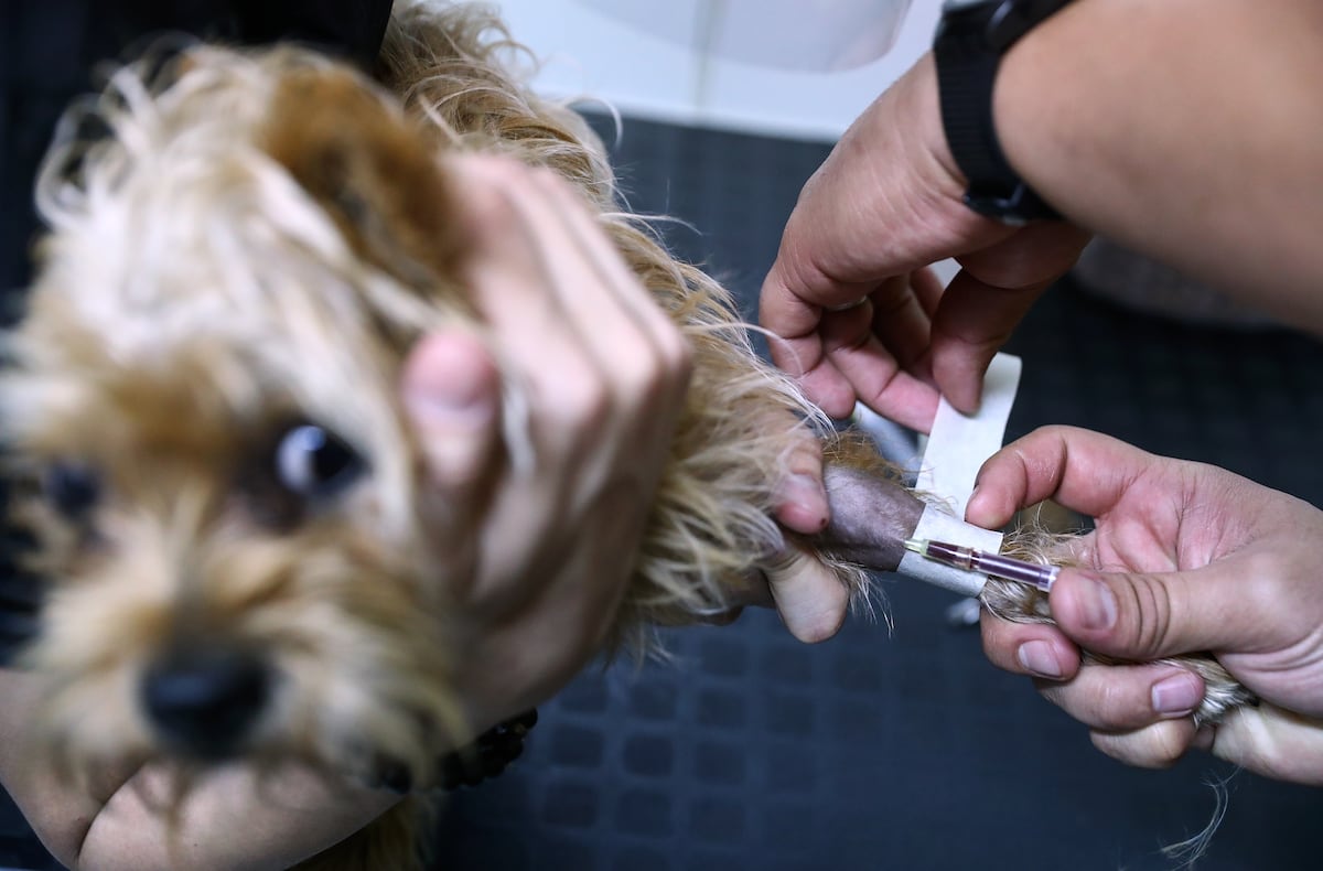 Empresa también evalúa desarrollar una línea dirigida a animales de compañía. (FOTOS: ALESSANDRO CURRARINO/EL COMERCIO - Referencial)