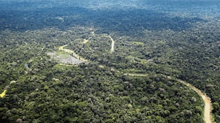 Serfor: Concesiones forestales también serán para ecoturismo y producción de frutas