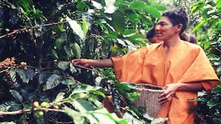 Minam impulsará “Proyecto Folur” para reducir deforestación: ¿de qué se trata?