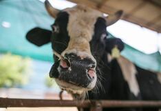 Indonesia suspende importaciones de ganado de Australia tras hallar vacas con dermatosis