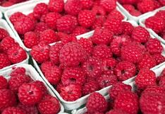 Cultivo de frambuesa: INIA instalará parcelas experimentales en Lambayeque