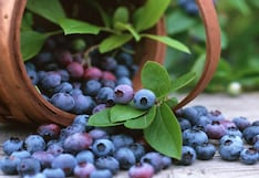 Inka’s Berries suma dos socios inversores para respaldar crecimiento en mercado de arándanos