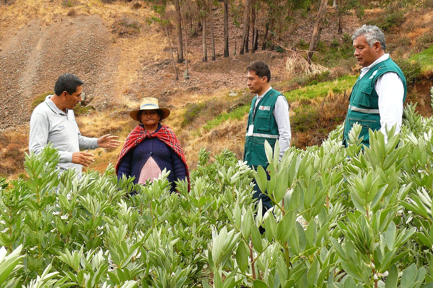 Realizan evaluaciones sanitarias para detectar plagas en cultivos de palta, naranja, papa y haba.