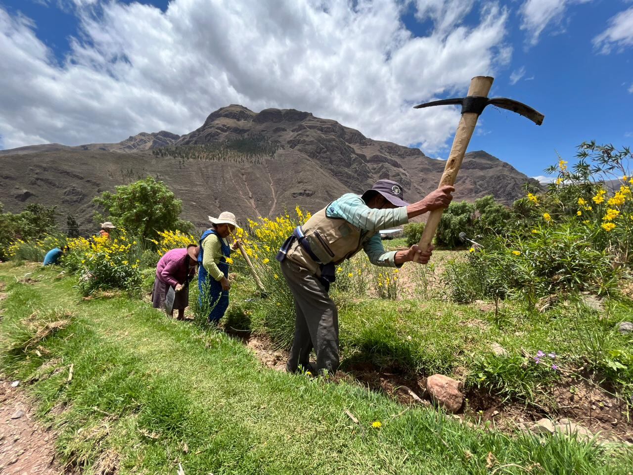 Desde el Midagri no se retomará compras de urea para agricultores.