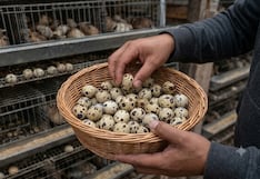 Parlamento aprueba ley que regula venta ambulatoria de huevos en la vía pública ¿Qué dice?