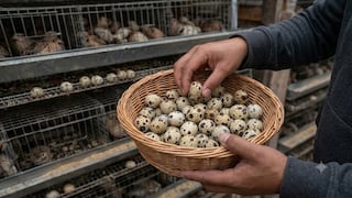 Parlamento aprueba ley que regula venta ambulatoria de huevos en la vía pública ¿Qué dice?