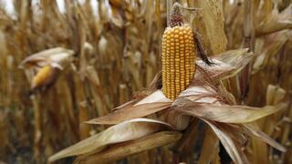 Precios del maíz se disparan otra vez, impulsados por demanda china, reservas en baja y sequía