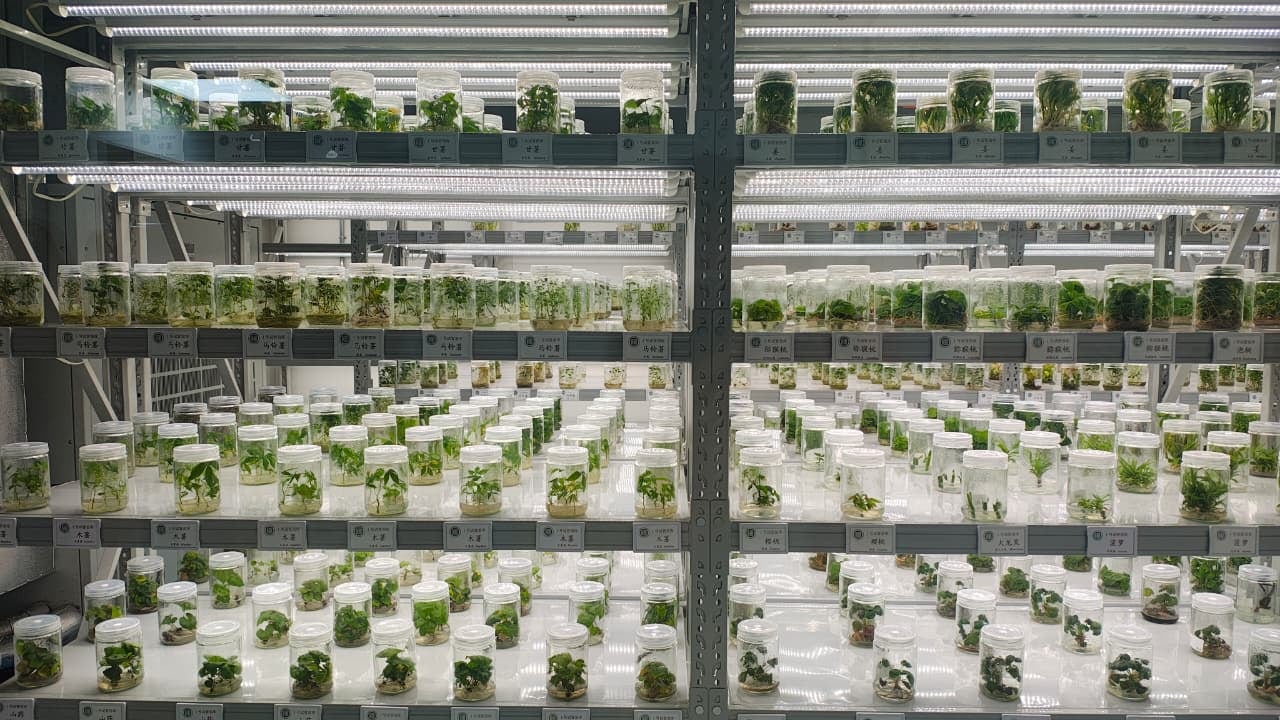 China alberga la red de bancos de germoplasma más grande del mundo, diseñada para garantizar la seguridad alimentaria y preservar la biodiversidad. (Foto: Camila Vera)