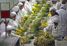 BCRP: empleo formal creció en enero, ¿qué sectores destacaron?