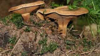 Cambio climático aleja a los árboles de los hongos del suelo que los sustentan