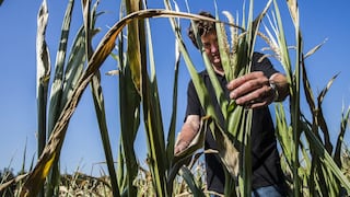 El maíz y el trigo tocan mínimos de varias semanas en EE.UU. ante preocupación por las exportaciones