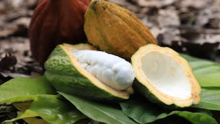 Cacao peruano logra precio no visto en 12 años, pero el cadmio sigue acechando