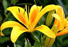 Qué días del año se regala flores amarillas y por qué