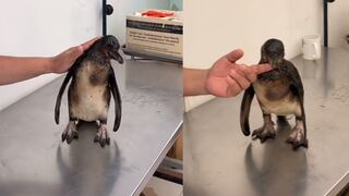 Pingüinos de Humboldt rescatados de derrame reciben atención Parque de Las Leyendas