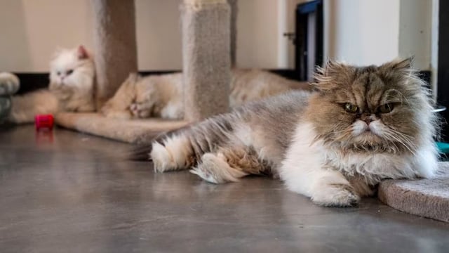 Florida: dan en adopción siete gatos persas que heredaron US$ 300,000 de su antigua dueña