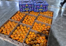 Agrifruits prevé caída de hasta 30% en producción de mandarinas por efectos de ‘El Niño’