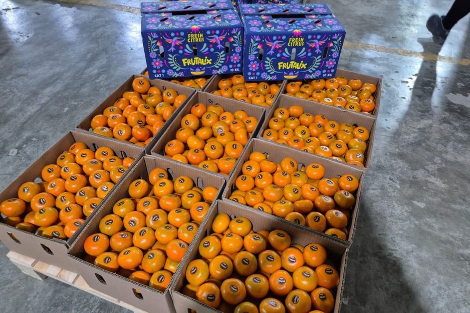 Hace algunas semanas, Agrifruits inició envíos de volúmenes menores hacia Estados Unidos, aunque sostener un flujo constante ha sido un reto. (Foto: Agrifruits)
