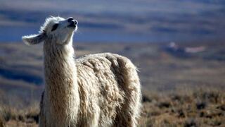 Fibra de alpaca va de los Andes peruanos a las tiendas de lujo