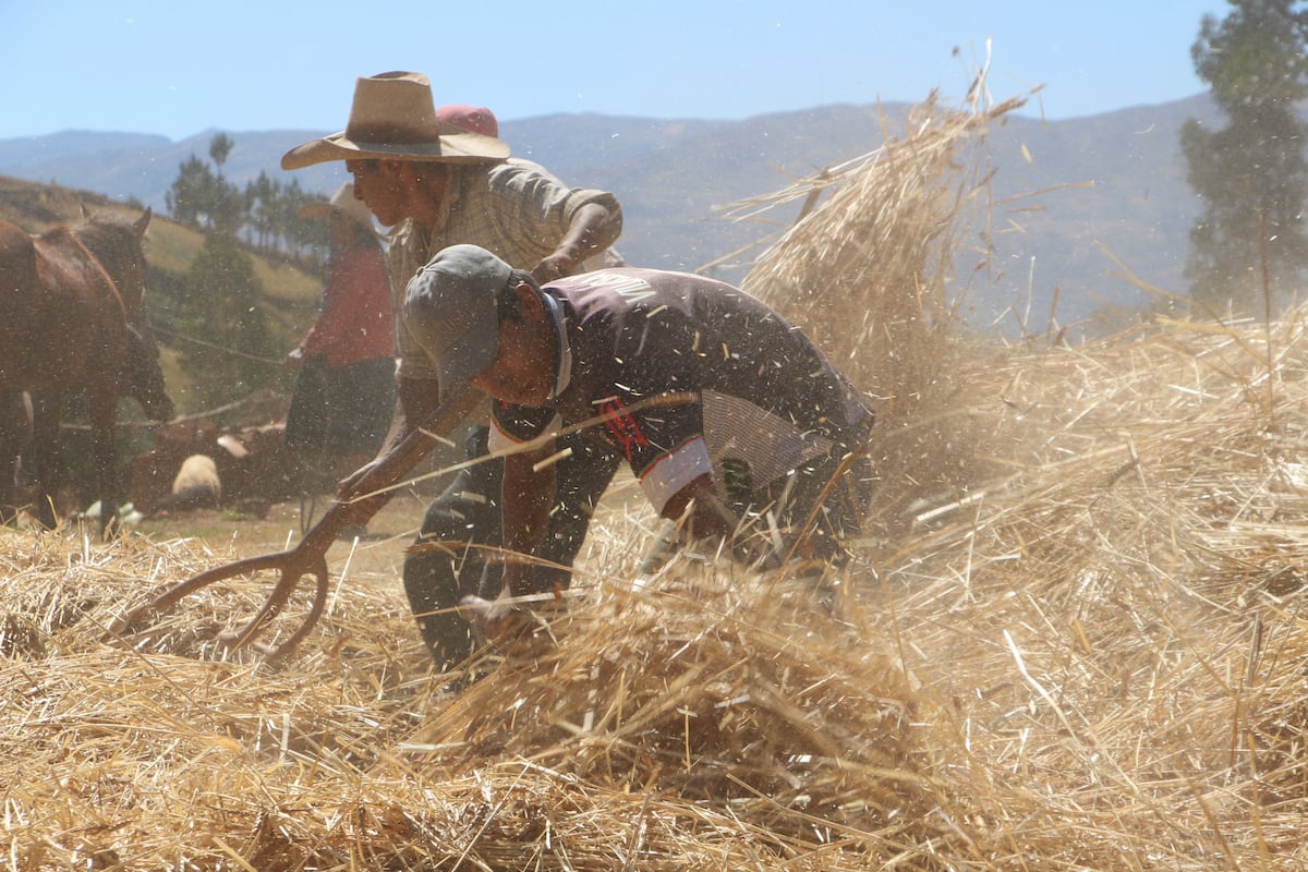 En plena ventana de siembra (septiembre y octubre), con un invierno sin frío, sin lluvias y con el clima muy seco, la campaña agrícola de la sierra central se definirá en noviembre y diciembre. (Foto: GEC).