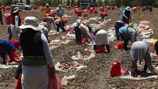 Minagri aprueba Marco Orientador de Cultivos para la campaña agrícola 2020-2021