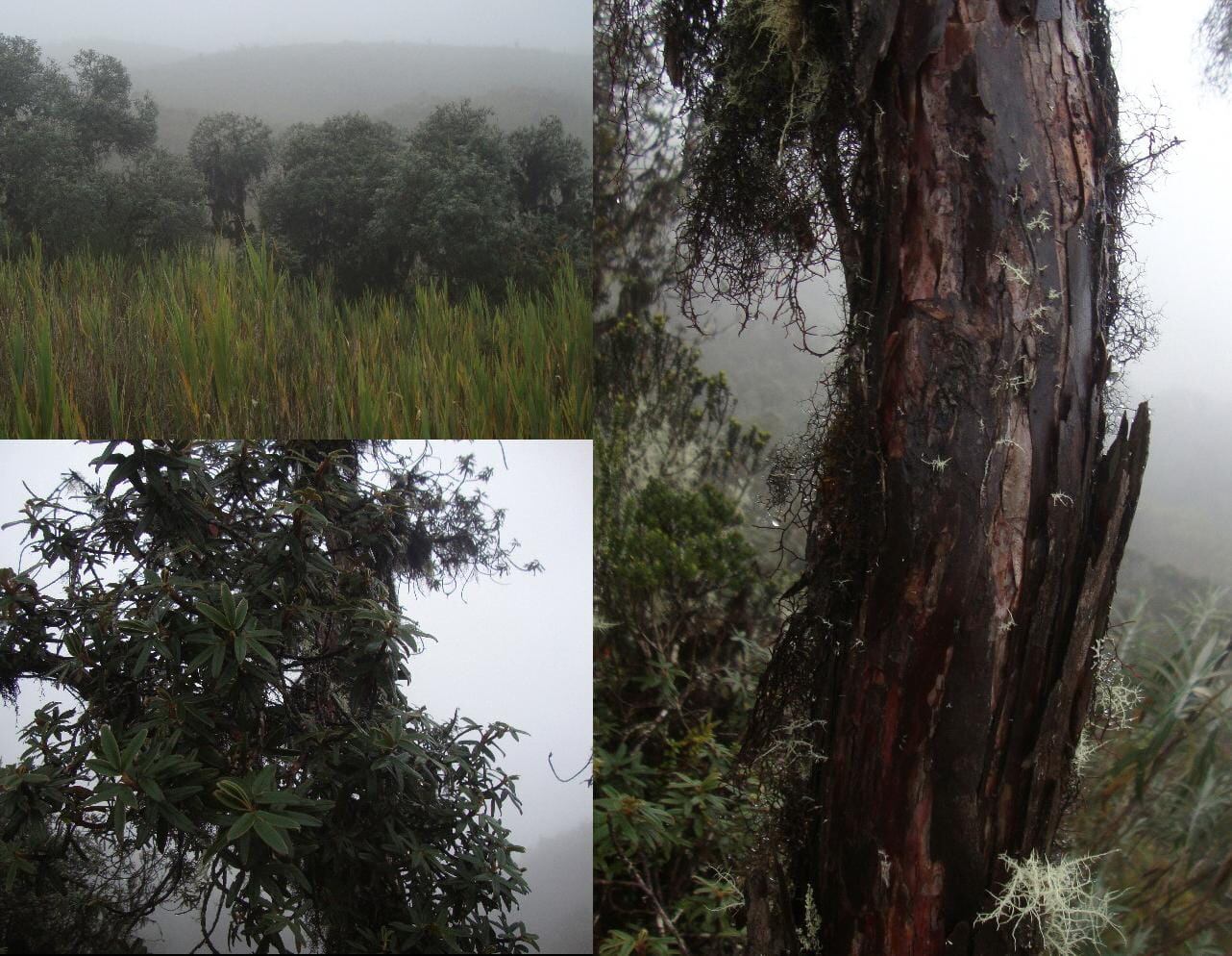 La queñua incluye una amplia variedad de especies polinizadas por el viento. FOTO: SERNANP