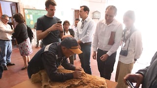 Serfor: venden en Arequipa fibra de vicuña por más de S/2.3 millones en subasta