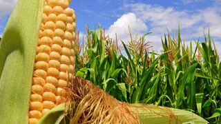 México no estará listo para ser autosuficiente en maíz en el 2024
